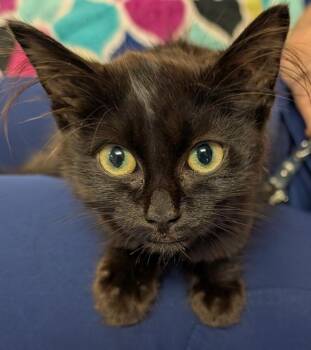 NINA -  Domestic Long Hair Cat for Adoption in Elizabethton, Tennessee - NINA | PetCurious