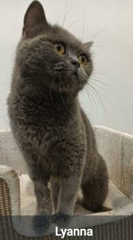 Rescue Domestic Short Hair Cats for Adoption in Snow Hill, Maryland - Lyanna | PetCurious