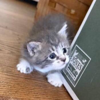 Livie -  Domestic Short Hair Cat for Adoption in Long Beach, California - Livie | PetCurious