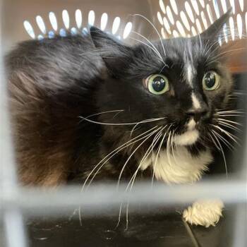 Chunky -  Domestic Short Hair Cat for Adoption in Hawthorne, California - Chunky | PetCurious