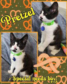 Pretzel -  Tuxedo Cat for Adoption in Pasco, Washington - Pretzel | PetCurious