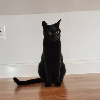 Rescue Domestic Short Hair Cats for Adoption - Spicy | PetCurious