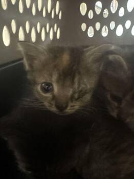 Cra-Z-Art -  Domestic Short Hair Cat for Adoption in Cincinnati, Ohio - Cra-Z-Art | PetCurious