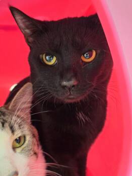 Domestic Short Hair Cats Available for Adoption - Timon - Handsome Sweetheart | PetCurious