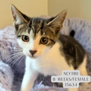 Neytiri -  Domestic Short Hair Cat for Adoption - Neytiri | PetCurious