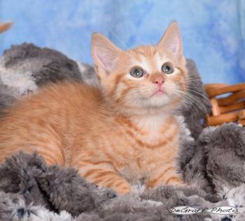 Domestic Short Hair Cats Available for Adoption in Pittsboro, North Carolina - Tangerine | PetCurious
