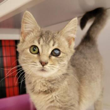 Domestic Medium Hair Cats Available for Adoption in Ruckersville, Virginia - Cornflake | PetCurious