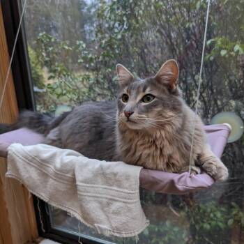Domestic Long Hair Cats Available for Adoption in Manchester, Connecticut - Milo | PetCurious