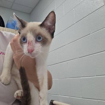 Snow -  Domestic Short Hair Cat for Adoption in Chattanooga, Tennessee - Snow | PetCurious