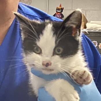 Rescue Domestic Short Hair Cats for Adoption in Greenville, South Carolina - Sweet Potato | PetCurious