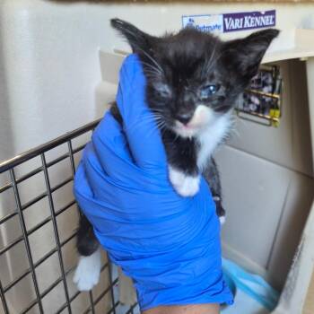 08/25/2026-Stray-HaverfordDrive-4 -  Domestic Short Hair Cat for Adoption in Columbus, Georgia - 08/25/2026-Stray-HaverfordDrive-4 | PetCurious