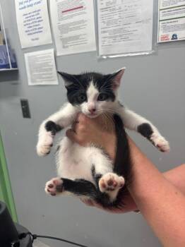 Peter Parker -  Domestic Short Hair Cat for Adoption in Bloomington, Indiana - Peter Parker | PetCurious