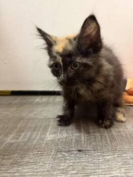 Frito -  Domestic Medium Hair Cat for Adoption in Wyoming, Michigan - Frito | PetCurious