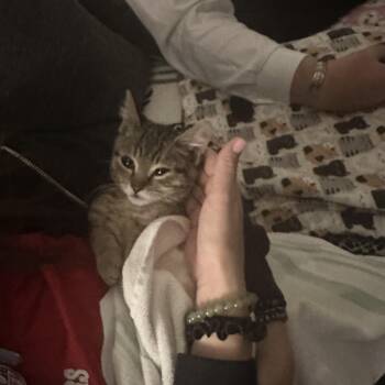 Levi -  Domestic Short Hair Cat for Adoption in Elk Grove, California - Levi | PetCurious