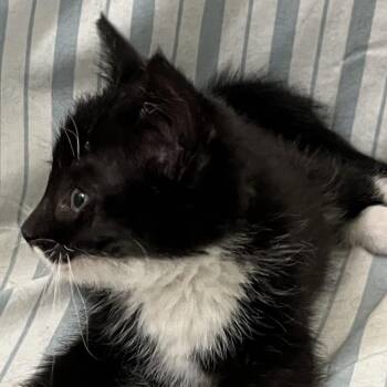 Frankie -  Domestic Short Hair Cat for Adoption in Quakertown, Pennsylvania - Frankie | PetCurious