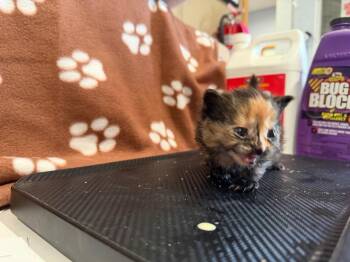 LM6 -  Domestic Short Hair Cat Available for Adoption in Ashland, Wisconsin - LM6 | PetCurious