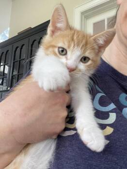 Domestic Short Hair Cats Available for Adoption in Broomall, Pennsylvania - Egg Roll | PetCurious