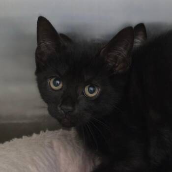 Fire Runner -  Domestic Short Hair Cat for Adoption in Chatham, Virginia - Fire Runner | PetCurious