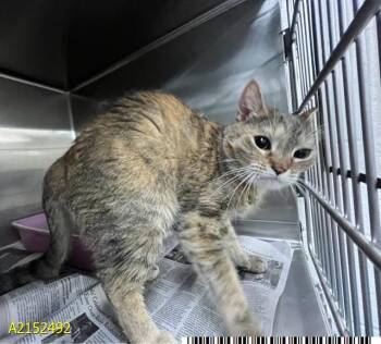 ELSA -  Domestic Short Hair Cat Available for Adoption in West Palm Beach, Florida - ELSA | PetCurious