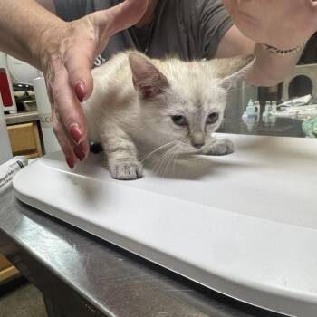 Toast -  Domestic Short Hair Cat for Adoption in Columbus, North Carolina - Toast | PetCurious