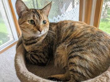Maple Sweet, Spunky & Loving -  Domestic Short Hair Cat for Adoption in Bloomfield, New Jersey - Maple Sweet, Spunky & Loving | PetCurious