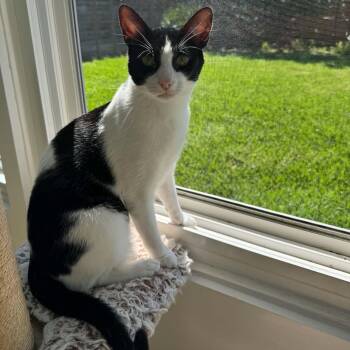 Domestic Short Hair Cats Available for Adoption in Baytown, Texas - Moomoo | PetCurious