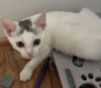 Sugar -  Domestic Short Hair Cat for Adoption in Greenville, North Carolina - Sugar | PetCurious