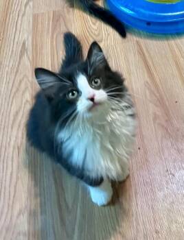Fuschia -  Domestic Short Hair Cat for Adoption in Jackson, Georgia - Fuschia | PetCurious