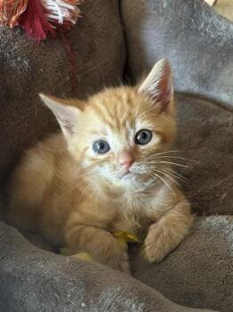 OBI-WAN KENOBI -  Domestic Short Hair Cat for Adoption in Camarillo, California - OBI-WAN KENOBI | PetCurious
