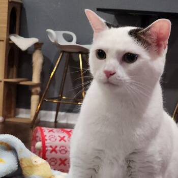Rescue Domestic Short Hair Cats for Adoption in Nashville, Tennessee - Athena | PetCurious