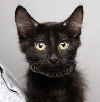 Driftwood (AO37866) -  Domestic Short Hair and Domestic Medium Hair Cat for Adoption in Kansas City, Kansas - Driftwood (AO37866) | PetCurious