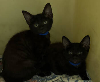 Rescue Domestic Short Hair Cats for Adoption in North Charleston, South Carolina - 89065a Doot-PetSmart Mt. Pleasant | PetCurious