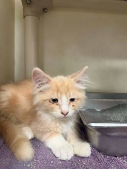 MOA -  Domestic Long Hair Cat for Adoption in Hagerstown, Maryland - MOA | PetCurious