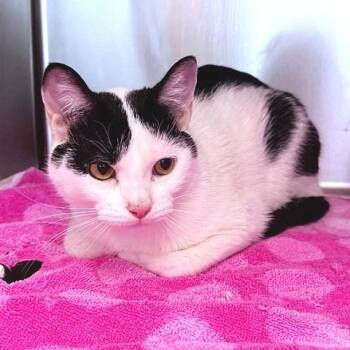 Domestic Short Hair Cats Available for Adoption - Bee | PetCurious