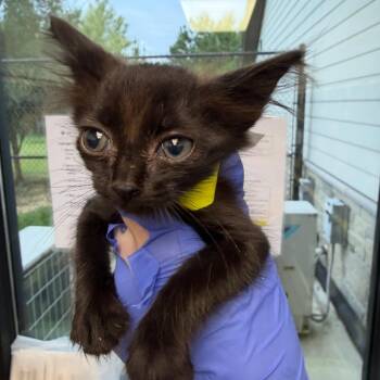 Tiny (11) -  Domestic Short Hair Cat for Adoption in Marshall, Texas - Tiny (11) | PetCurious