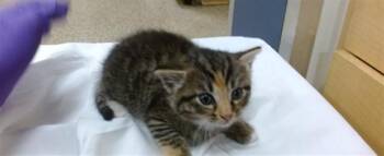 Domestic Short Hair Cats Available for Adoption in Doral, Florida - JOSIE | PetCurious