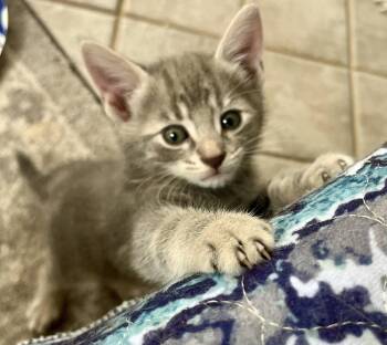Poppy vae -  Dilute Tortoiseshell Cat for Adoption in Rural Hall, North Carolina - Poppy Vae | PetCurious