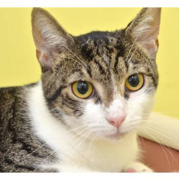 Betty -  Domestic Short Hair and Tiger Cat for Adoption in Sanford, Florida - Betty | PetCurious