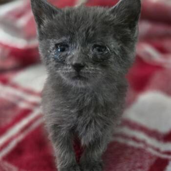 Mouthwash -  Domestic Short Hair Cat for Adoption in Newberg, Oregon - Mouthwash | PetCurious