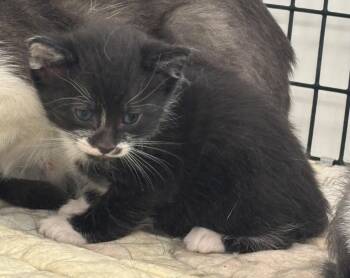 Kitten 6 feral mom -  Domestic Medium Hair Cat for Adoption in Green River, Wyoming - Kitten 6 Feral Mom | PetCurious
