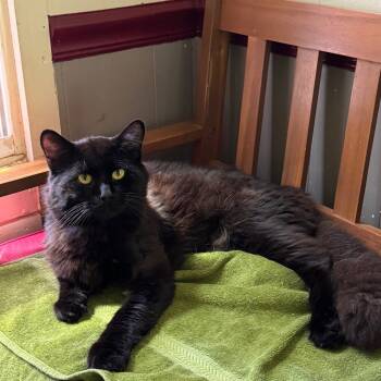 Rescue Domestic Medium Hair Cats for Adoption in Portage, Michigan - Vinnie | PetCurious