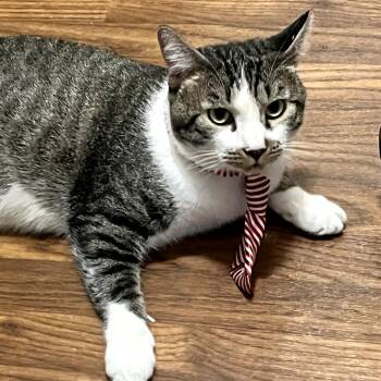 Rescue Domestic Short Hair Cats for Adoption in Long Beach, California - Oscar | PetCurious