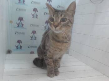 LUNA -  Domestic Short Hair Cat for Adoption in Orlando, Florida - LUNA | PetCurious