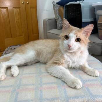 Biscuit -  Domestic Medium Hair Cat for Adoption in Chicago, Illinois - Biscuit | PetCurious