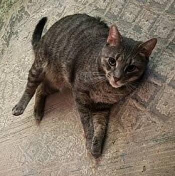 Pepper Owner Giving Up -  Domestic Short Hair Cat for Adoption in Clifton, New Jersey - Pepper Owner Giving Up | PetCurious