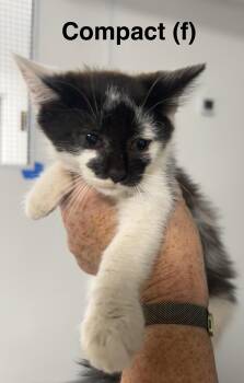 Compact -  Domestic Short Hair Cat for Adoption in Saugerties, New York - Compact | PetCurious