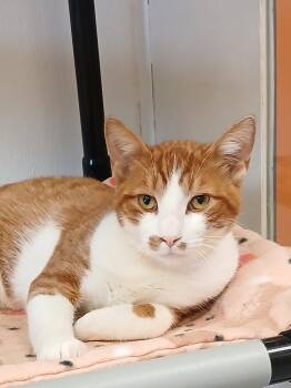 Wyatt Derp -  Domestic Short Hair and Tabby Cat for Adoption in Bay City, Michigan - Wyatt Derp | PetCurious