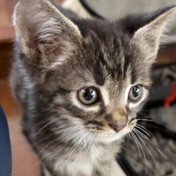 Luther* -  Domestic Short Hair Cat for Adoption in San Gabriel, California - Luther* | PetCurious