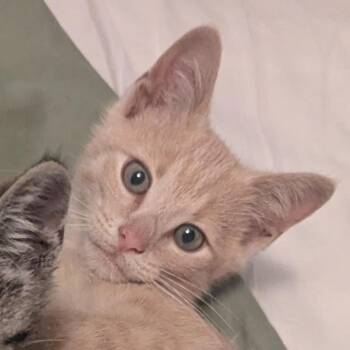 Ron W -  Domestic Short Hair Cat for Adoption in Huntsville, Alabama - Ron W | PetCurious