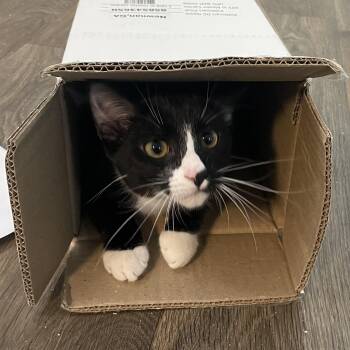 Rescue Domestic Short Hair and Tuxedo Cats for Adoption in Lawrenceville, Georgia - Quincy | PetCurious